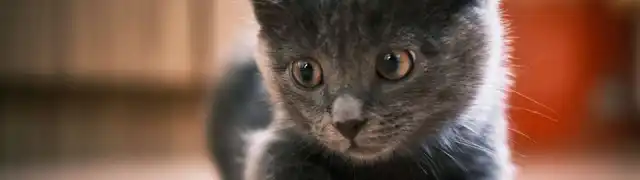Adopte un chaton gris dès aujourd'hui!