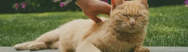 Comment offrir à votre chat une vie longue et heureuse ?