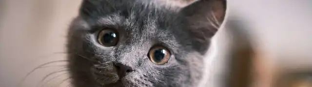 Les 3 meilleures raisons d'avoir un chat gris